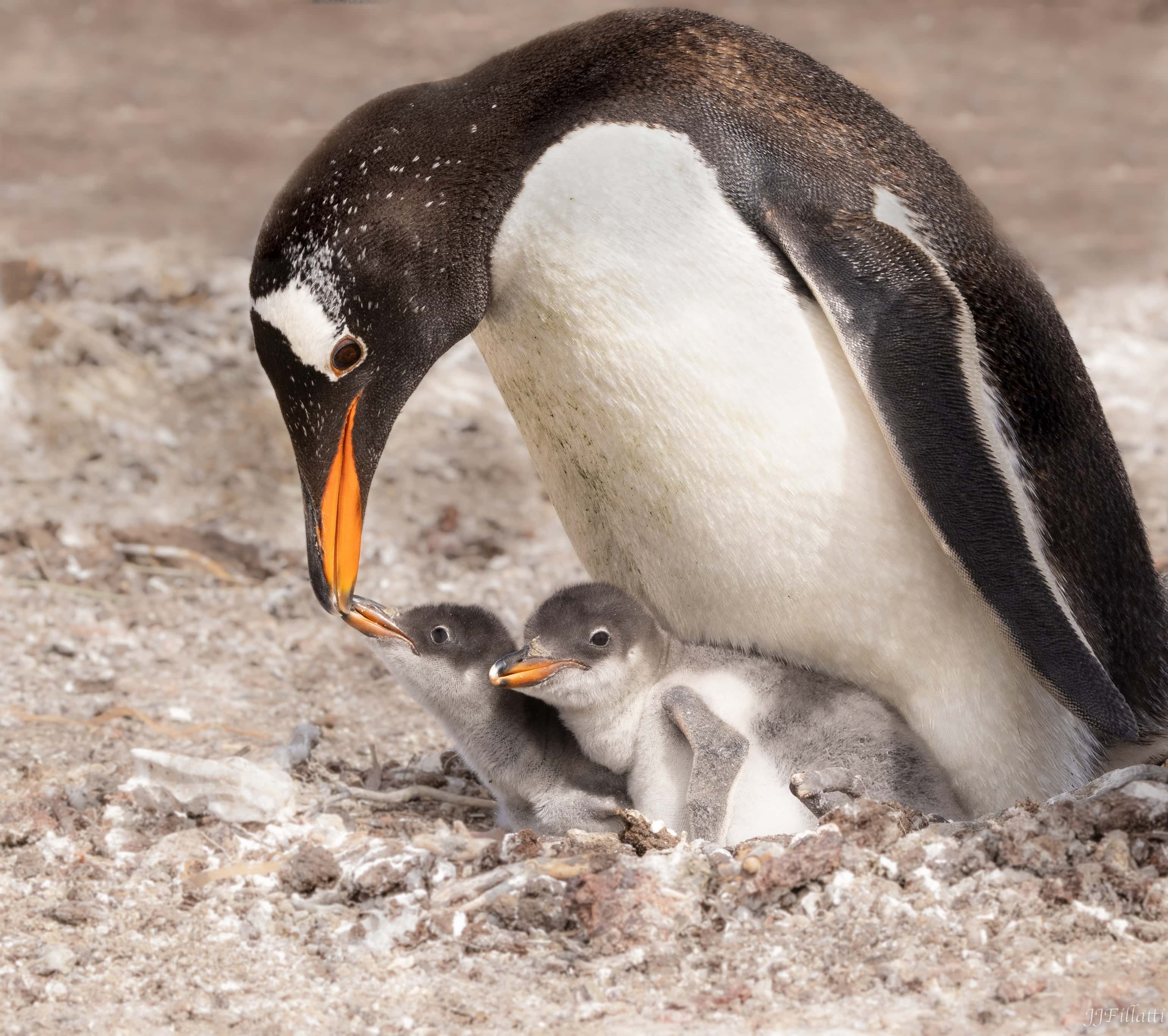 bird of the falklands image 20